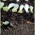 Succulent Plant Leaves for Propagation – Assorted Varieties, Live Cutting, Gardening Supplies, Houseplant, Starter Plant, Bare Root