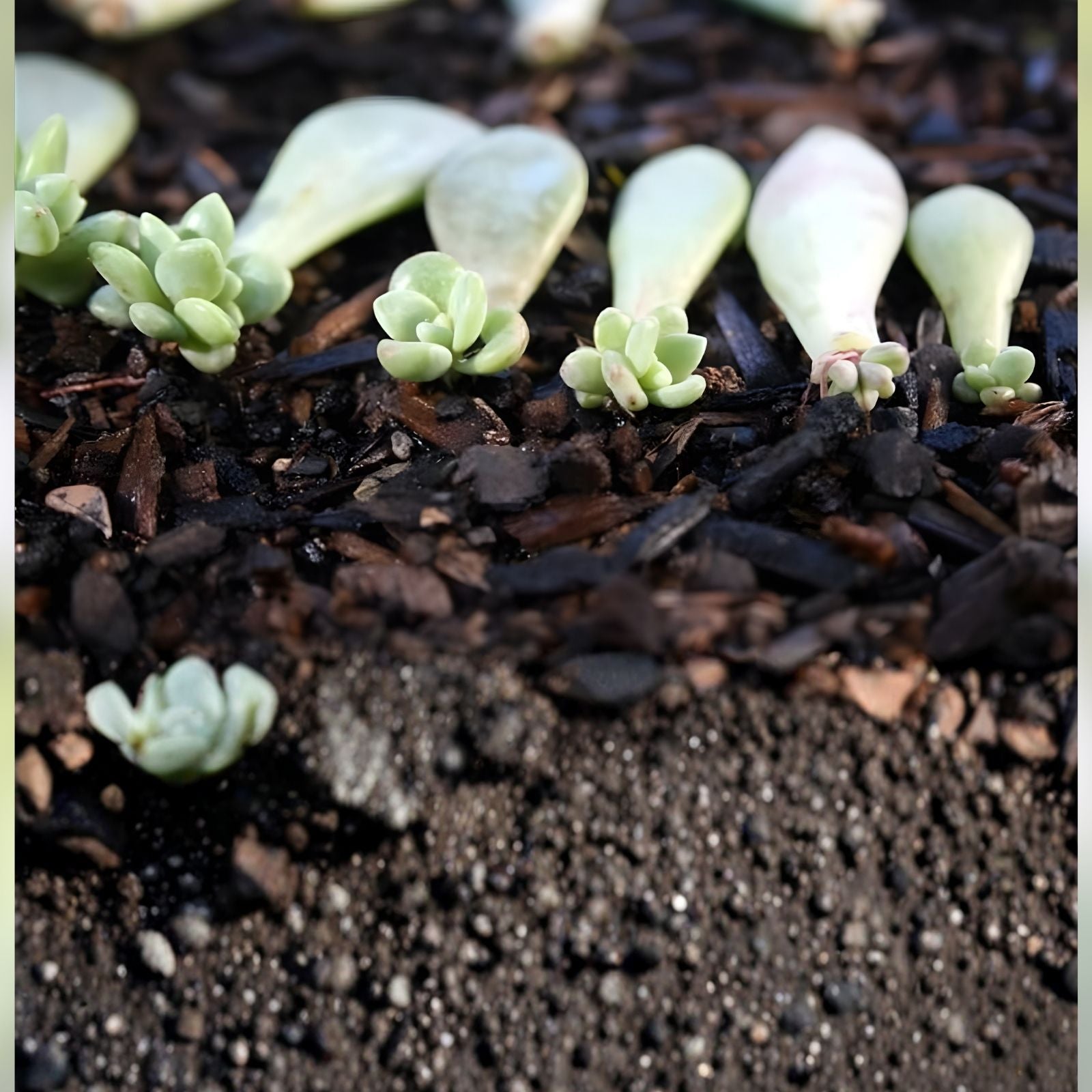 Succulent Plant Leaves for Propagation – Assorted Varieties, Live Cutting, Gardening Supplies, Houseplant, Starter Plant, Bare Root