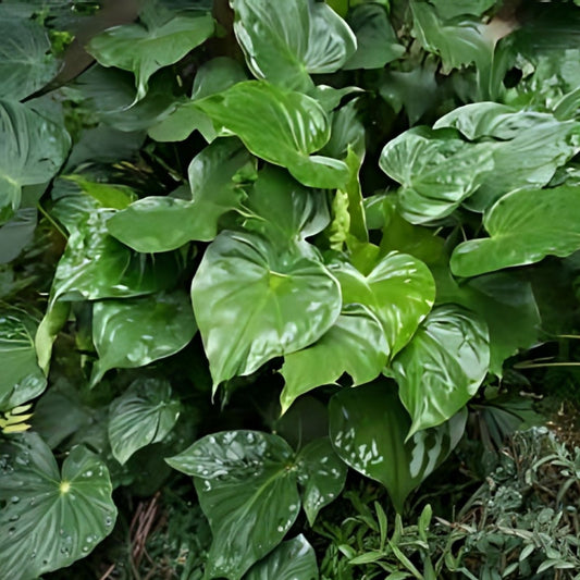 Live Alocasia Cucullata Dwarf Elephant Ear Plant 7-inch Bare Root Tropical Indoor Houseplant