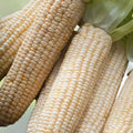 Corn Seeds Heirloom Stowell's Evergreen White Sweet Zea mays Non-GMO Organic Open-Pollinated 20+ Seeds