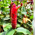 Costus Woodsonii Cuttings - 12 Organic Red Indian Head Ginger Plants - Tropical Indoor Garden - Hawaii Grown - Fast Growing