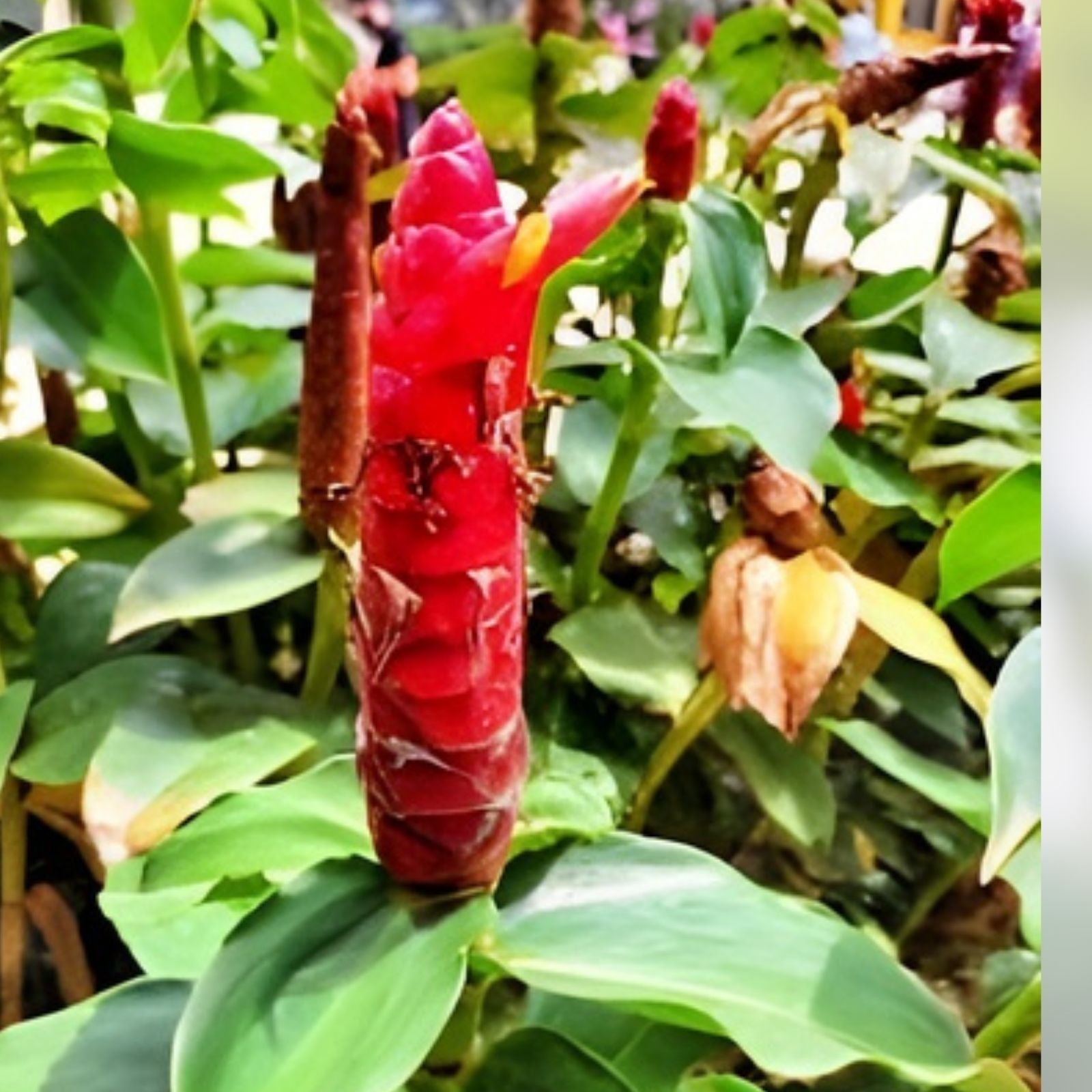 Costus Woodsonii Cuttings - 12 Organic Red Indian Head Ginger Plants - Tropical Indoor Garden - Hawaii Grown - Fast Growing