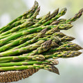 Asparagus Bare Root Plants 2-Year Crowns Millennium Variety Vegetable Plants, Fast Growing, Asparagus officinalis