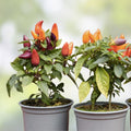 5 Color Pepper Plant Seeds | Exotic Capsicum annuum Varieties | 25+ Seeds for Gardening and Planting