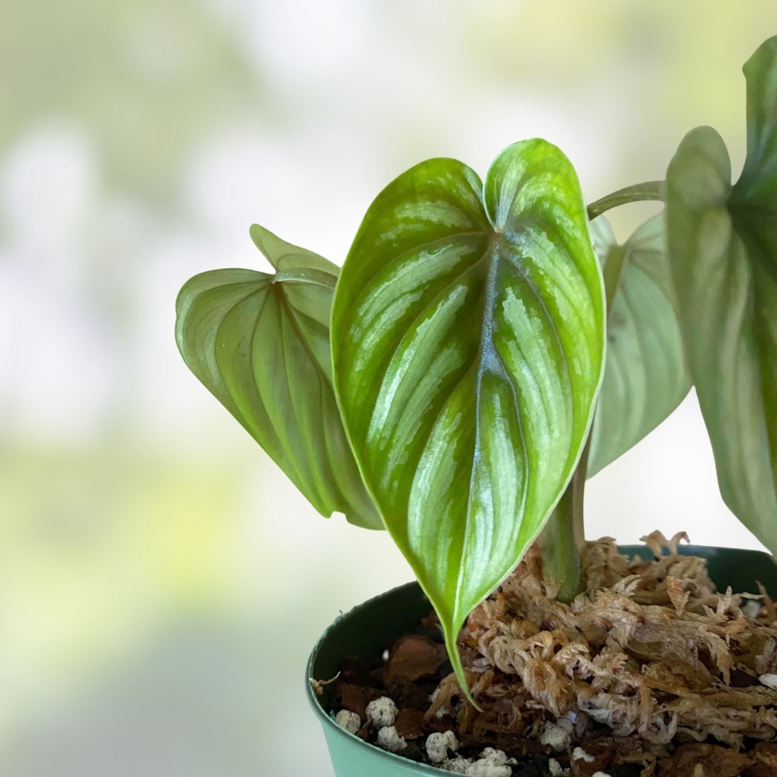 Philodendron Hoffmanii Live Plant 2 Pack Rare Houseplants Easy Care Home Grown Free Shipping USA