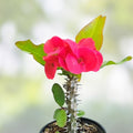 Thai Hybrid Crown of Thorns Cherries Jubilee Live Cutting Euphorbia milli Succulent Plant Bright Red Flowers