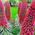 Wintersweet Bonsai Tree Seeds 10 Pack – Fragrant Flowering Seeds for Indoor & Outdoor Gardening – Chimonanthus praecox – New Harvest Quality