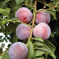 Plum Tree Rootstock Cutting, Semi-Dwarf, Grafting, Prunus domestica, Fruit Tree Propagation, Garden Tree Supply