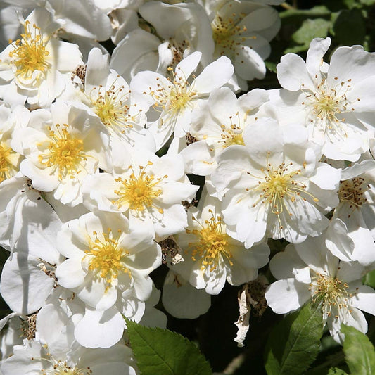 Heirloom Baby Rambling Rose Bush Live Plant Climbing Rose Rosa multiflora White 1' Starter Plant