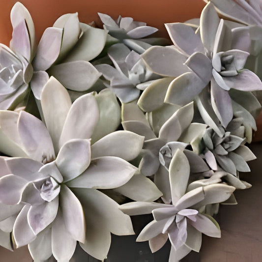 Live Aeonium Pink Witch Succulent Cutting 2.5" Pink Variegated Houseplant Garden Decor
