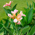 Coral Salmon Pink Canna Lily Bulb Live Plant for Gardens Landscaping Canna indica Ornamental Flowering Plant