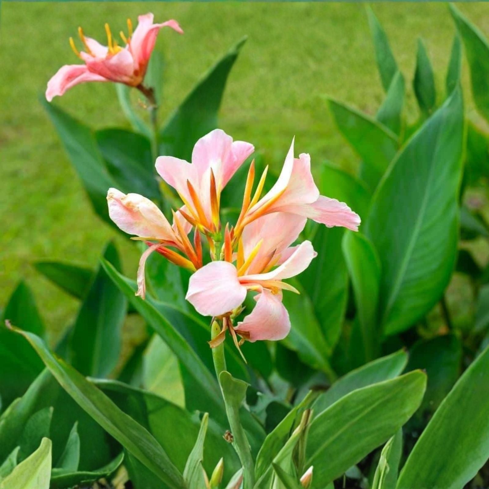 Coral Salmon Pink Canna Lily Bulb Live Plant for Gardens Landscaping Canna indica Ornamental Flowering Plant