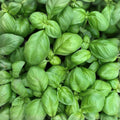 Sweet Genovese Basil Seeds - Heirloom Herb for Cooking - Aromatic Basil Plant - 25+ Seeds