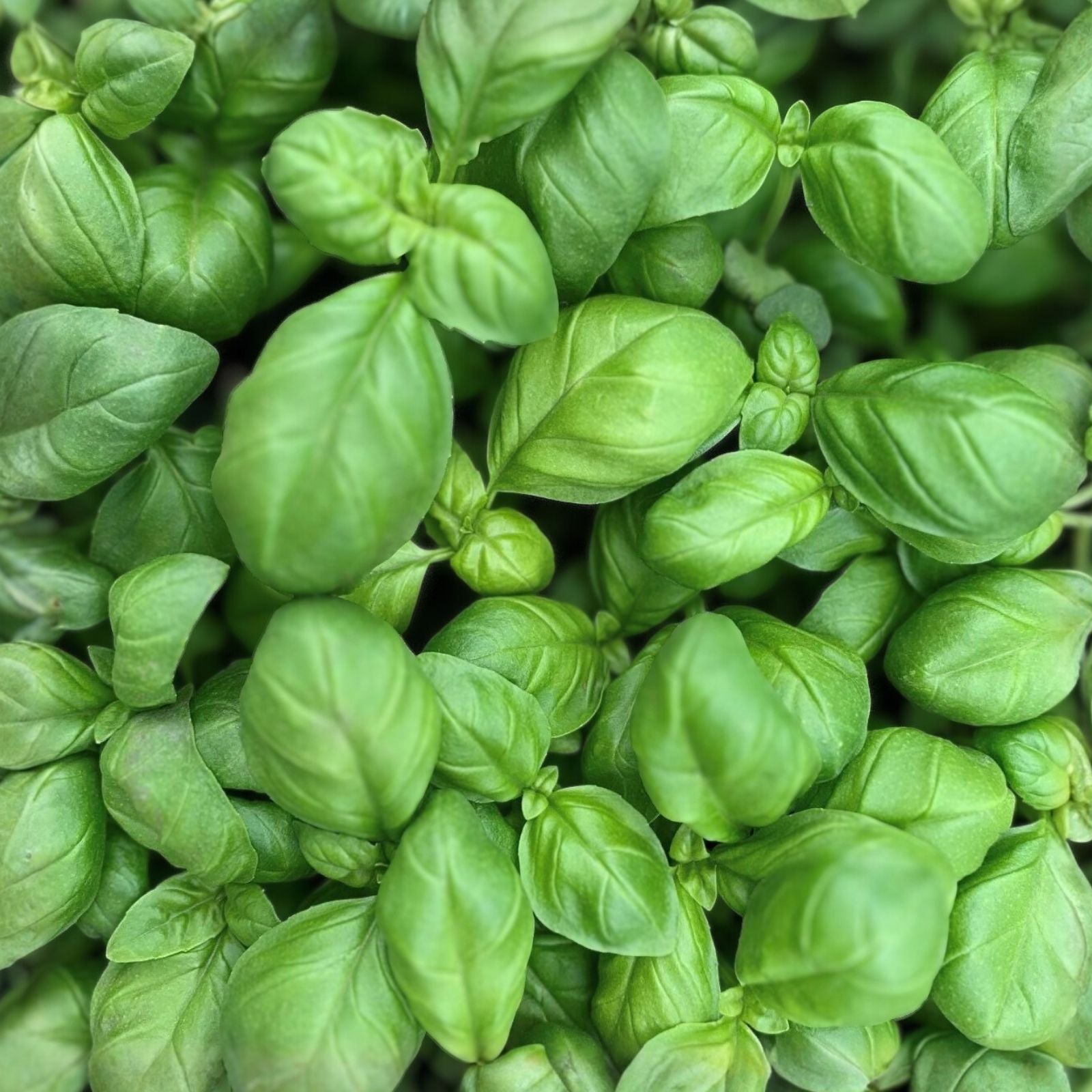 Sweet Genovese Basil Seeds - Heirloom Herb for Cooking - Aromatic Basil Plant - 25+ Seeds