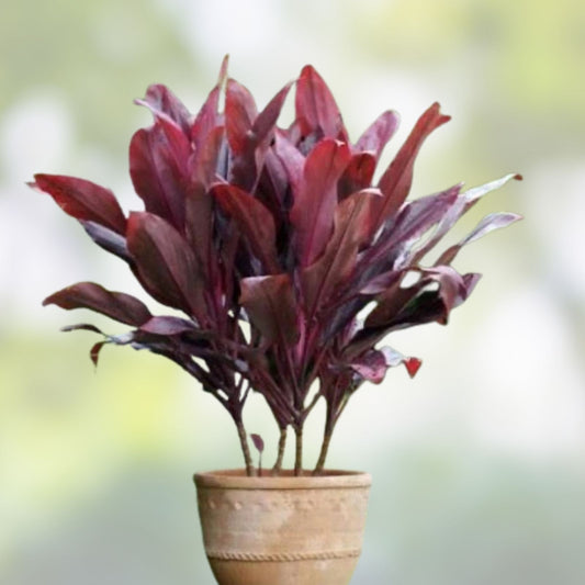 Hawaiian Ti Leaf Cuttings 6-Inch Red Lilinoe Starter Logs 3 Pcs Cordyline fruticosa Live Plant Garden Landscaping
