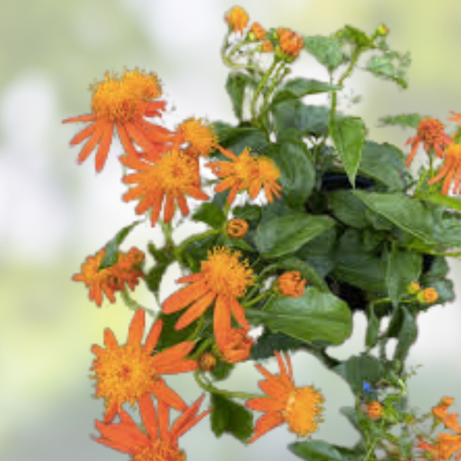 Mexican Flame Vine Cuttings 15 pcs Pseudogynoxys Chenopodioides Ornamental Climbing Plant Garden Trellis Starter