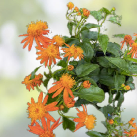 Mexican Flame Vine Cuttings 15 pcs Pseudogynoxys Chenopodioides Ornamental Climbing Plant Garden Trellis Starter