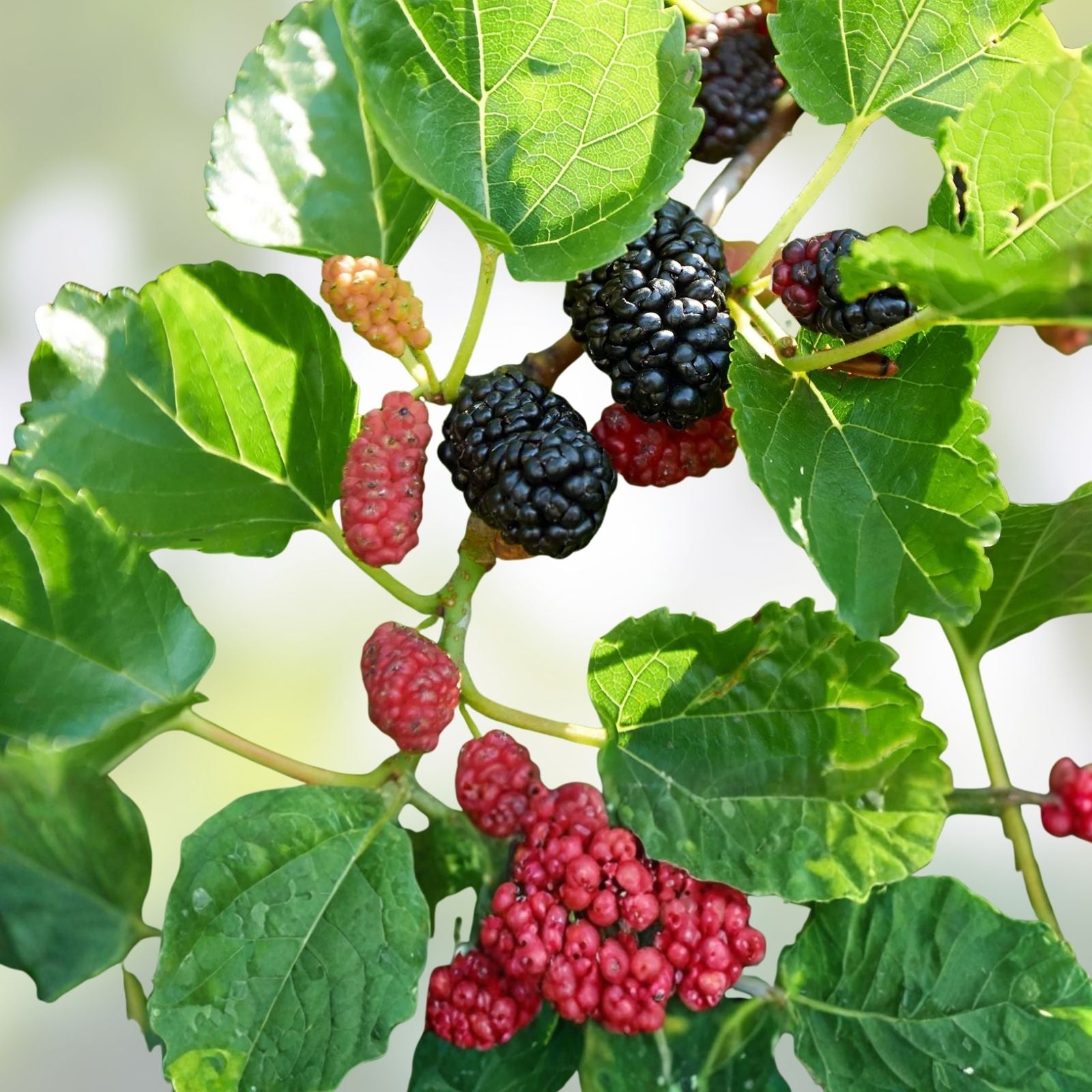 Mulberry Tree Cuttings 5 Pack Morus spp. Fruit Tree Starter Live Plant Bare Root Propagation