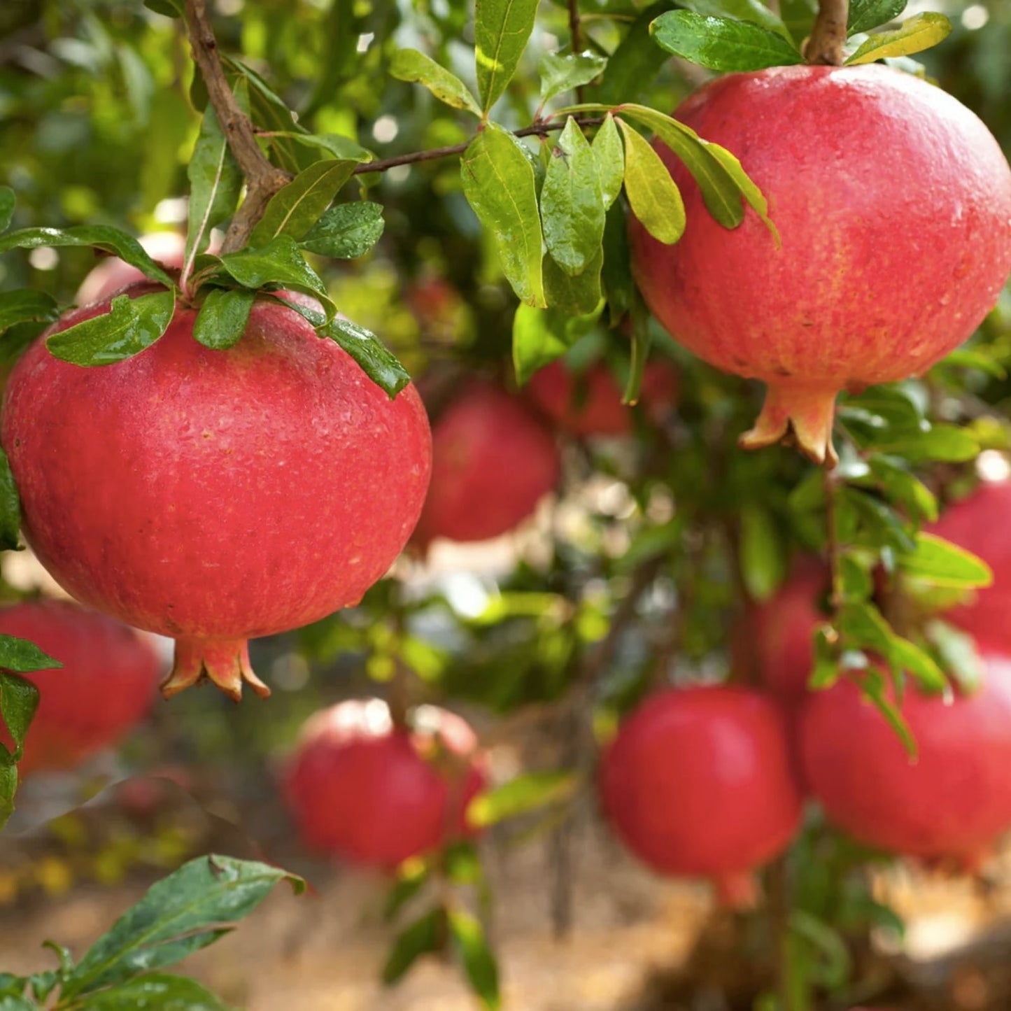 Pomegranate Cuttings 100 Pieces Live Fruit Tree Propagation Bare Root Starter Punica granatum Free US Shipping