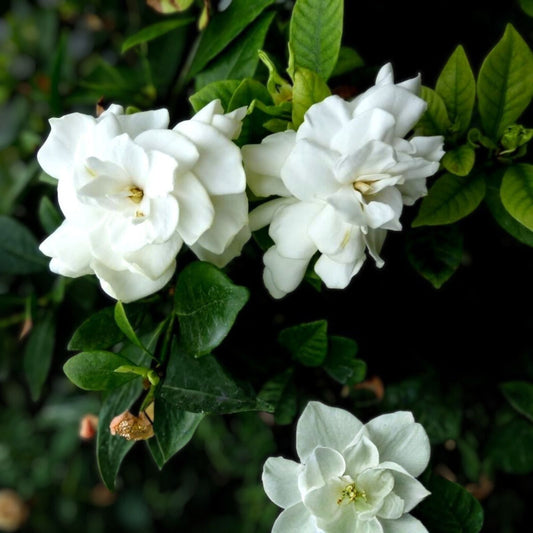 Heirloom White Gardenia Cuttings Live Plant Gardenia jasminoides Fragrant Shrub Starter Houseplant
