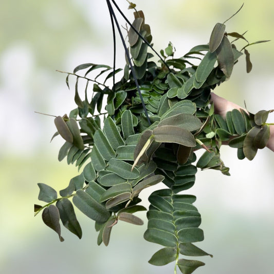 Marcgravia sp. Olivine Cutting - Live Tropical Houseplant with Green Foliage, Terrarium Plant, Rare Indoor Plant, Non-GMO