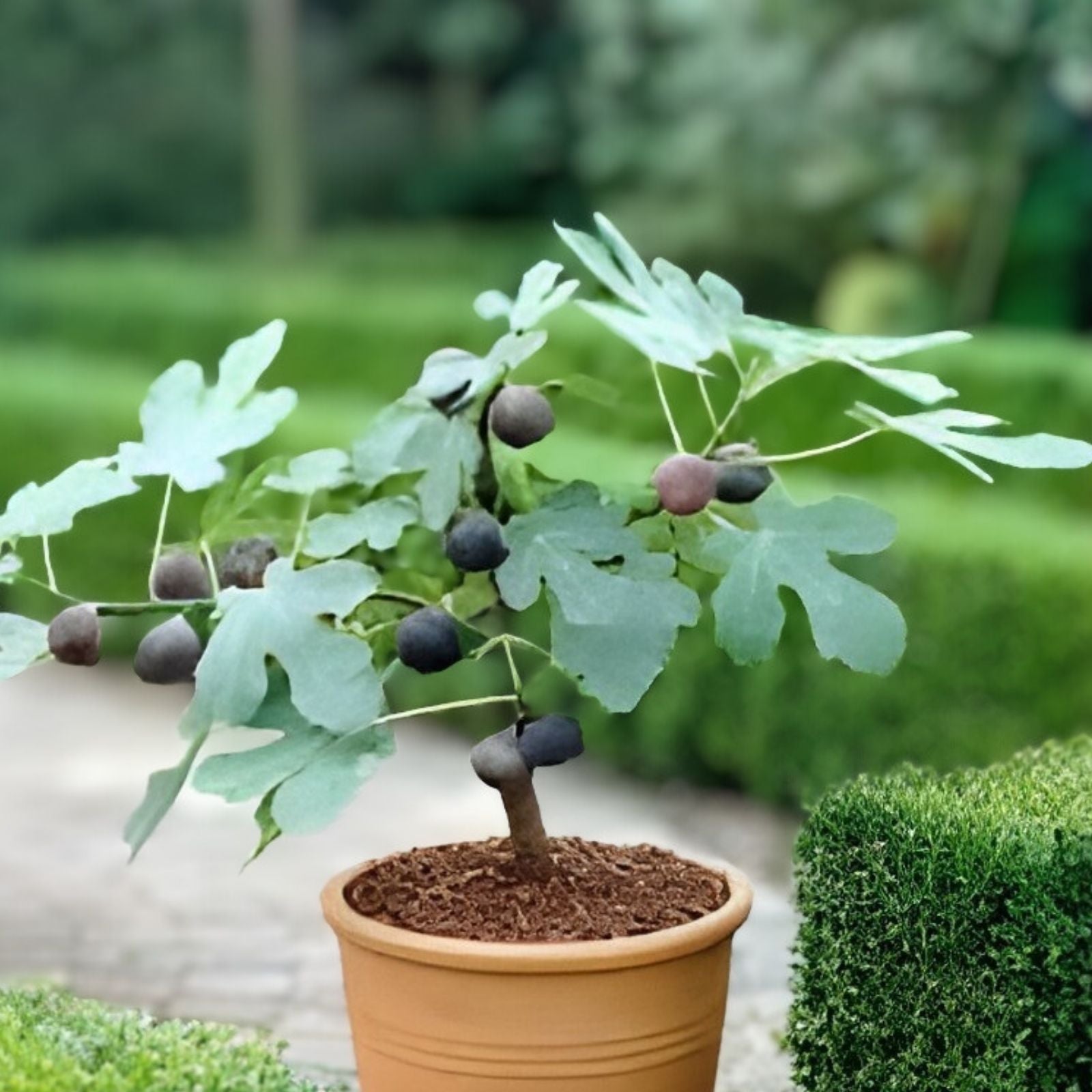 Chicago Hardy Fig Live Plant 14 Inch Ficus carica Edible Fruit Bare Root Tree for Garden Patio