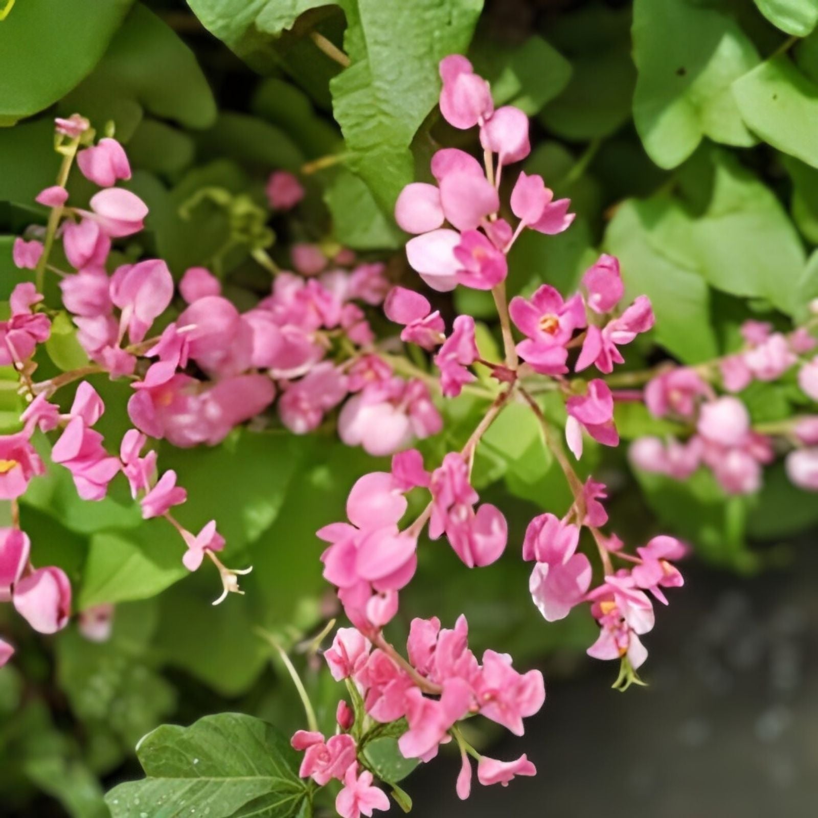 Pink Coral Vine Seeds | Mexican Creeper | Rare Antigonon leptopus | Live Plant Cutting | Houseplant | Starter Plant | 5 Seeds
