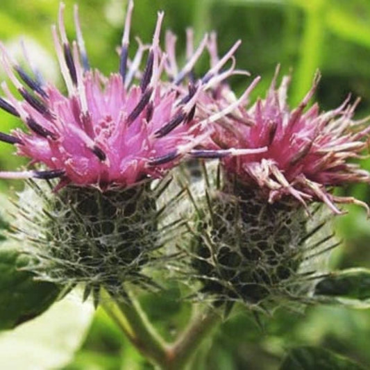 Greater Burdock Root Seeds 100+ | Arctium lappa Heirloom Medicinal Herb, Live Plant, Cutting, Bare Root, Starter Plant