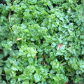 Sissoo Spinach Cuttings – 5 Fresh Unrooted Brazilian Edible Leaf Plant Starter Live Cuttings