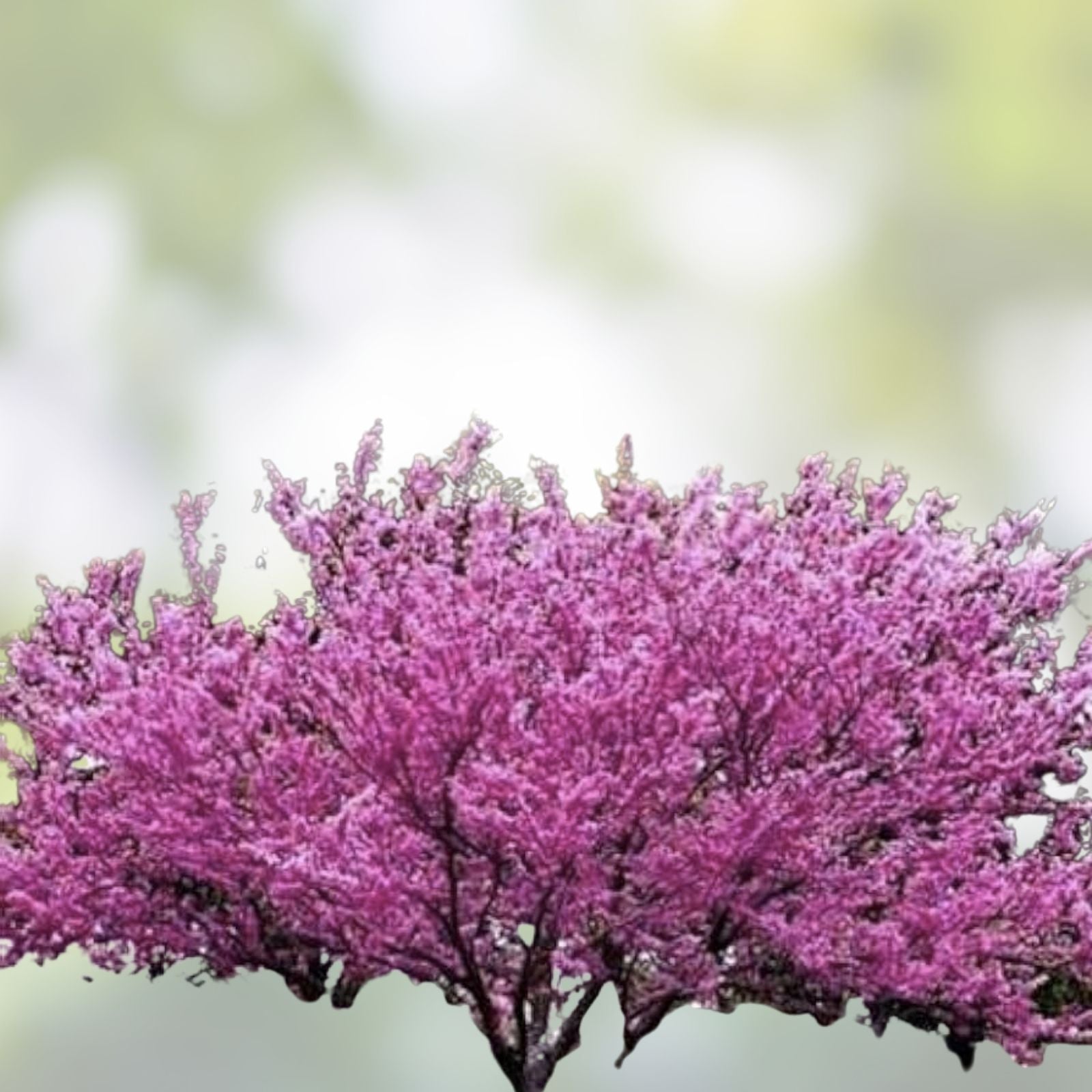 Giant Redbud Tree Seeds 40 Pack, Cercis gigantea, Ornamental Flowering Tree, Live Plant, Bare Root, Garden Starter, Free Shipping