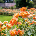 English Shalott Rose Cuttings – 3 Fresh Pink Varieties, Perennial Flowering Plant, Allium ascalonicum, Fast Shipping