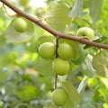 Taiwan Green Jujube Tree Cutting 10" Ziziphus jujuba Edible Fruit Tree Garden Plant