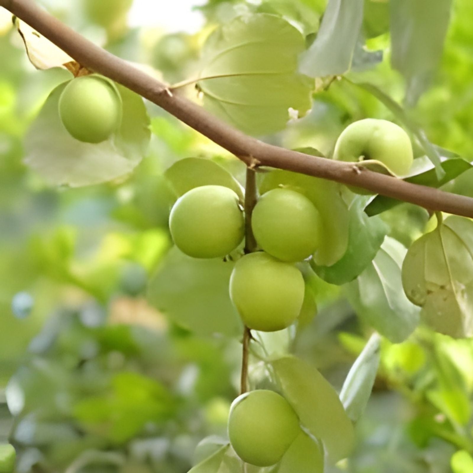 Taiwan Green Jujube Tree Cutting 10" Ziziphus jujuba Edible Fruit Tree Garden Plant