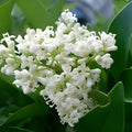 Japanese Privet Cuttings Ligustrum japonicum Evergreen Shrub 6-8" Live Plant Hedge Privacy Garden