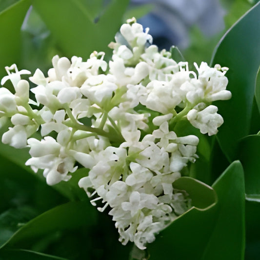Japanese Privet Cuttings Ligustrum japonicum Evergreen Shrub 6-8" Live Plant Hedge Privacy Garden