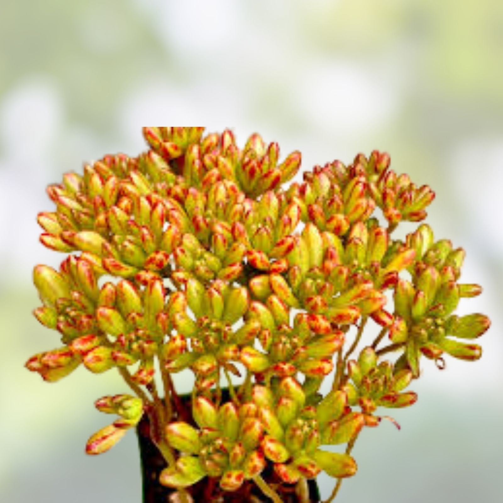 Aeonium Sedifolium Variegated Cuttings | Dwarf Succulent Plant | 10 Branches | Free Shipping | New Harvest Quality