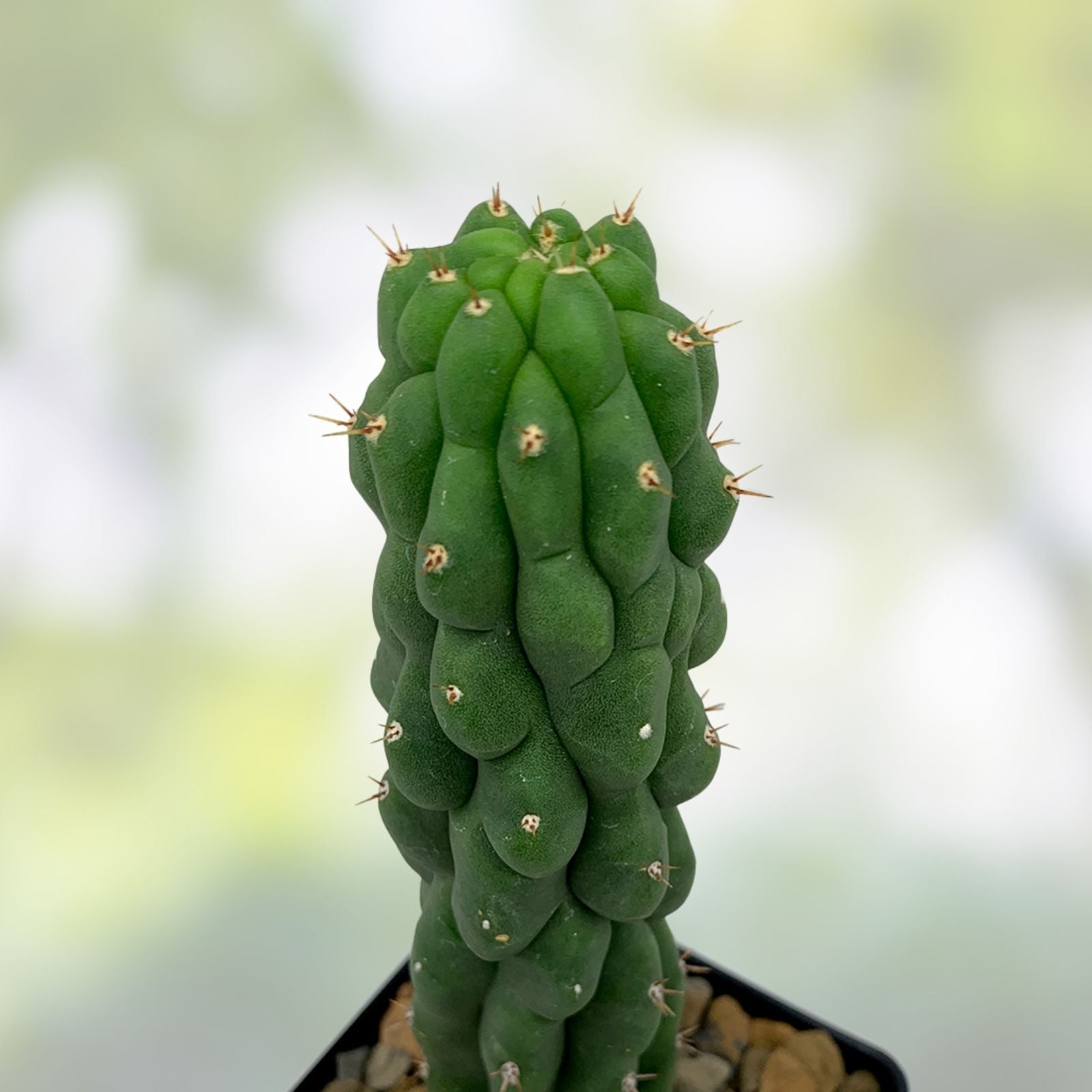 Variegated Monstrose Echinopsis Cactus Small Live Plant Succulent Cutting Bare Root Starter Plant