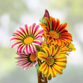 Desert Rose Seeds 100 Pack Mixed Colors Adenium Obesum Flower Seeds for Garden & Indoor Growing, Succulent Plant Starter Kit