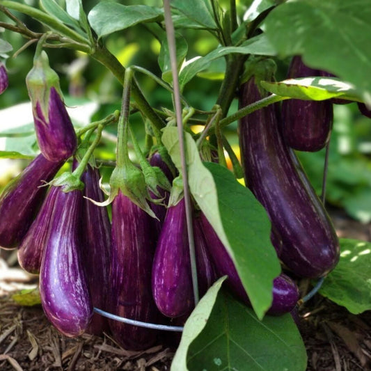 Long Purple Eggplant Seeds | Non-GMO Heirloom Solanum melongena Starter Plants & Cuttings | Fast Growing Vegetable Seeds
