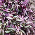 Tradescantia Cuttings 9 Pack - Inch Plant, Purple & Green Variegated, Tradescantia zebrina, Indoor Houseplant, Garden Plant, Fast Growing