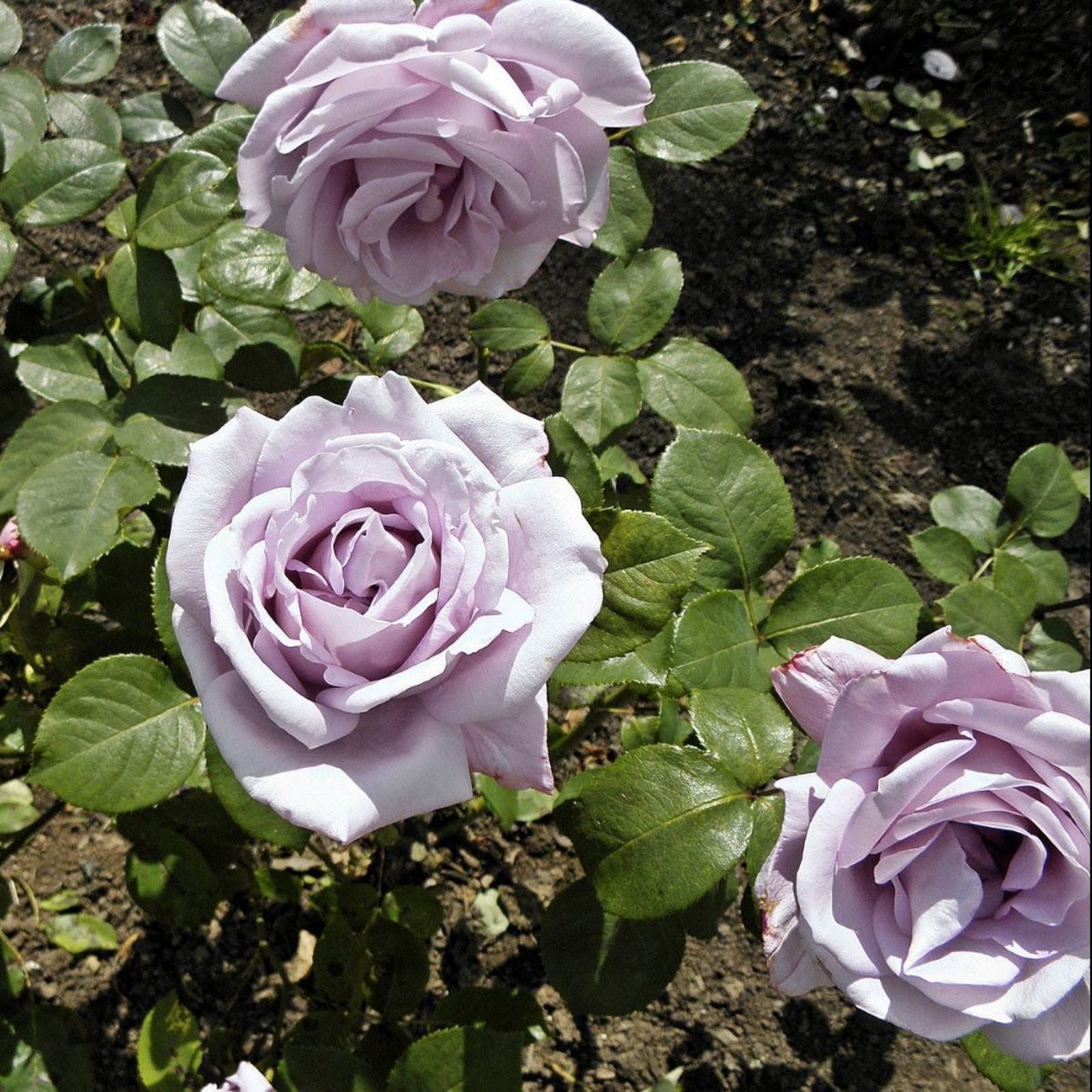 Blue Girl Rose Bush Cuttings – 3 Unrooted 6" Live Flower Plants Shrub Rosa