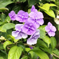 Brunfelsia grandiflora Cutting Rare Tropical Plant Live Starter for Gardening Landscaping