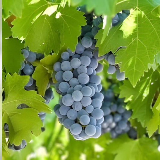 Grape Cuttings Mix - 7 Rooting Vitis vinifera Varieties for Home Garden, Fruit-Bearing Vine Propagation