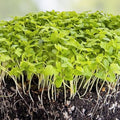 Bulk Celery Seeds 10,000+ Microgreen Vegetable Seeds for Sprouting and Planting Apium graveolens