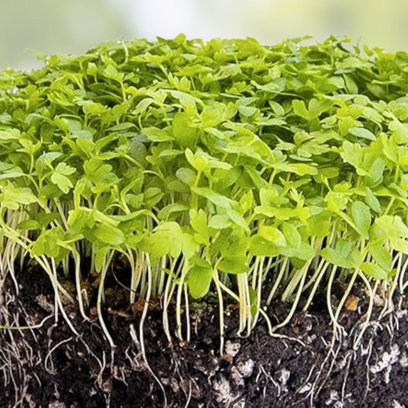 Bulk Celery Seeds 10,000+ Microgreen Vegetable Seeds for Sprouting and Planting Apium graveolens