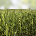 Organic Triticale Seeds for Planting – High Yield Grain Seeds – Triticosecale Variety – Fresh Stock