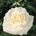 White Fragrant Hybrid Tea Rose Bush John F Kennedy Rosa JFK Garden Rose Live Plant for Landscaping