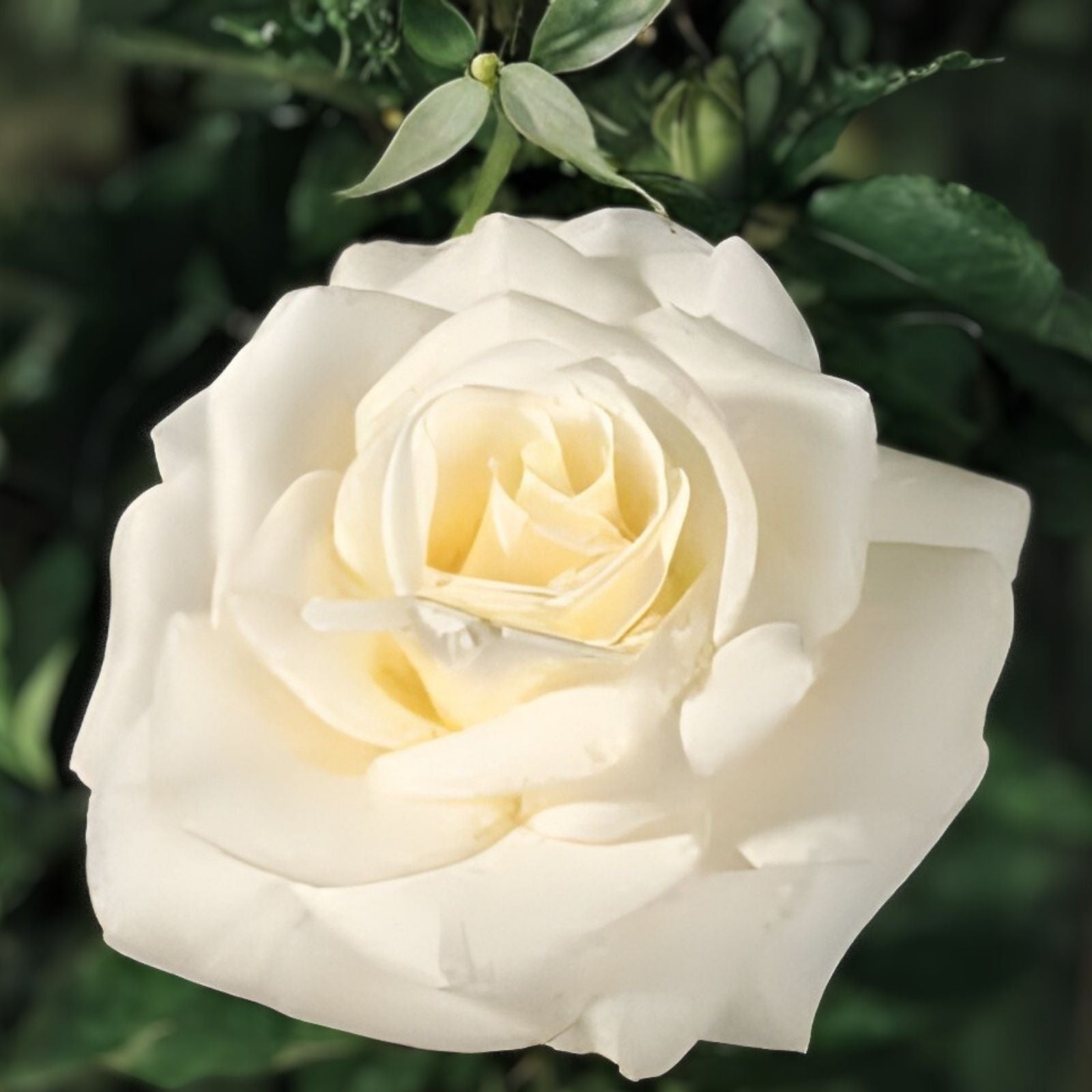 White Fragrant Hybrid Tea Rose Bush John F Kennedy Rosa JFK Garden Rose Live Plant for Landscaping