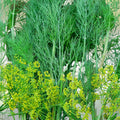 Dill Seeds Heirloom Non-GMO Herb Spice 100 Seeds Anethum graveolens, Culinary, Garden, Cooking, Organic, Starter Plant