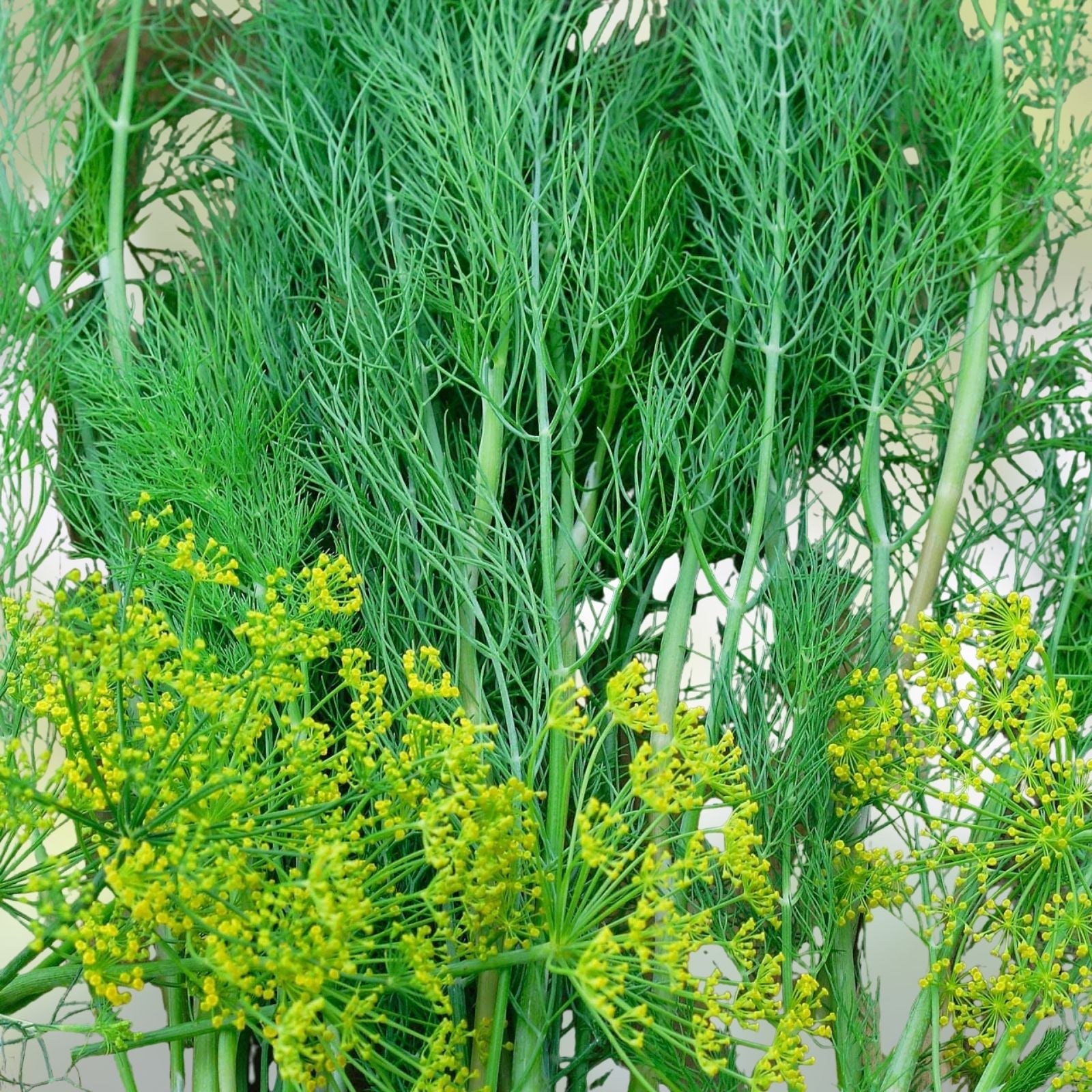 Dill Seeds Heirloom Non-GMO Herb Spice 100 Seeds Anethum graveolens, Culinary, Garden, Cooking, Organic, Starter Plant